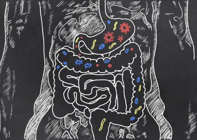 Probiotics – The benefits and how they keep you healthy